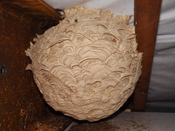 round beige nest with stripes attached to the ceiling. No entrance is visible