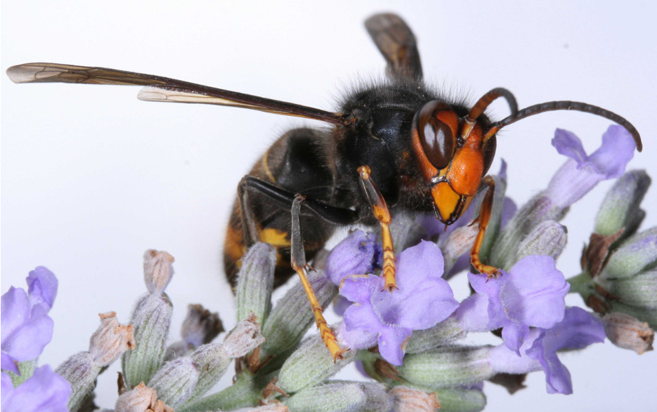 The Asian Hornet, Vespa velutina, foraging on purple and white flowers