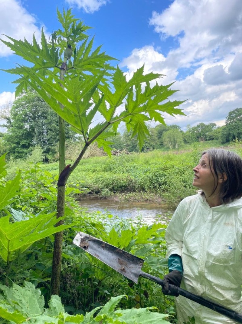 A woman in white protective overalls standing on a riverbank, holding a spade and facing a plant that is taller than she is, with large jagged green leaves