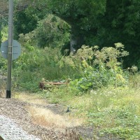 Giant Hogweed