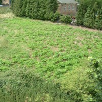 Giant Hogweed