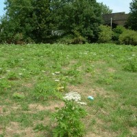 Giant Hogweed