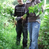 Himalayan Balsam