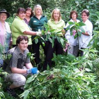 Himalayan Balsam