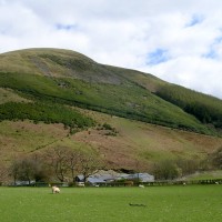 Rhododendron