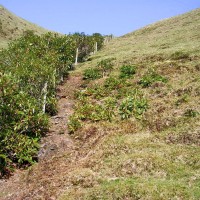 Rhododendron