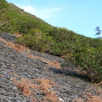 Rhododendron