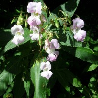 Himalayan Balsam