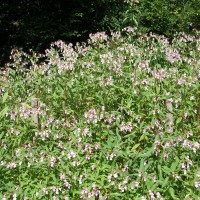 Himalayan Balsam