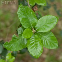 Holm Oak