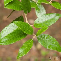 Holm Oak