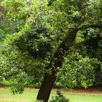 Holm Oak