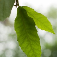 Holm Oak