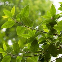 Holm Oak