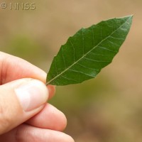 Holm Oak