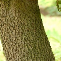 Holm Oak