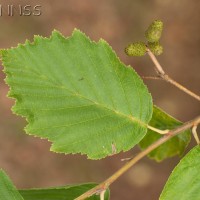 Grey Alder