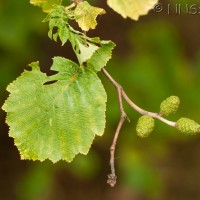 Grey Alder