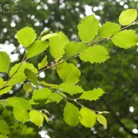 Grey Alder