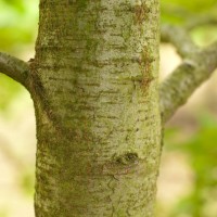 Grey Alder