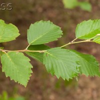 Grey Alder