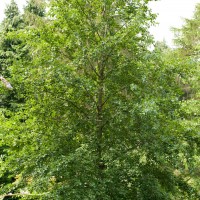 Italian Alder