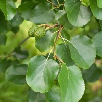 Italian Alder