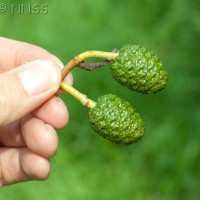 Italian Alder