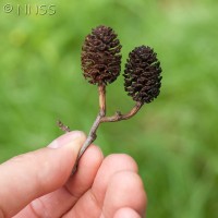 Italian Alder