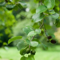 Italian Alder