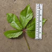 Virginia Creeper