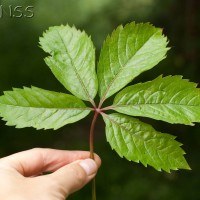 Virginia Creeper