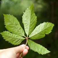 Virginia Creeper