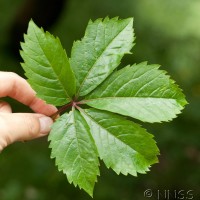 Virginia Creeper