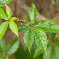 Virginia Creeper