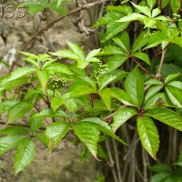 Virginia Creeper