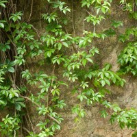 Virginia Creeper