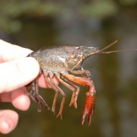 Red Swamp Crayfish