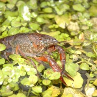 Red Swamp Crayfish