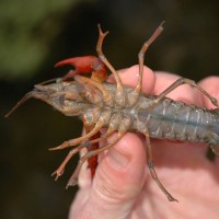 Red Swamp Crayfish