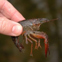 Red Swamp Crayfish