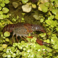 Red Swamp Crayfish