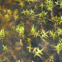 New Zealand Pigmyweed