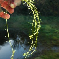 New Zealand Pigmyweed