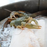 Narrow-clawed Crayfish, Turkish Crayfish