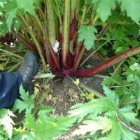 Giant Hogweed