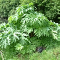 Giant Hogweed