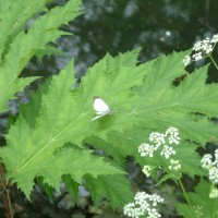 Giant Hogweed