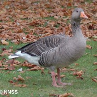 Greylag Goose