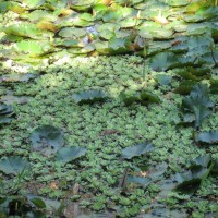 Water Lettuce